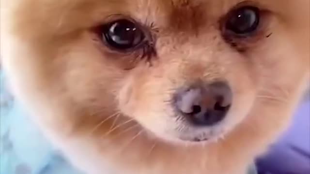 Dogs do funny Memes