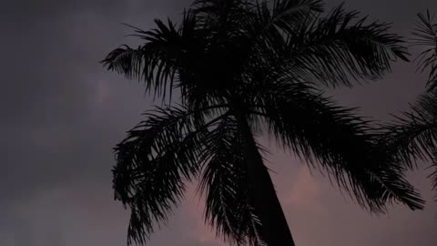 A tropical palm tree in the sunset