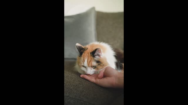 Will the Cat eat? Cat feeding || Funny Pets | Petaverse ||