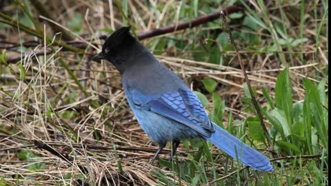 Steller's Jay Sound Video