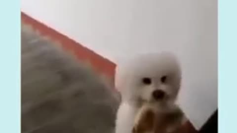 Cute Maltese Puppy climbs the stairs like a Human