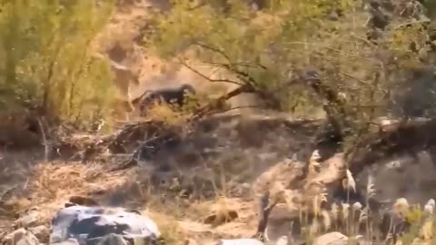 The Best Of Animal Attack 2022 - Most Amazing Moments Of Wild Animal Fight! Wild Discovery Animal p4