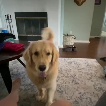 Golden Retriever & Springer Spaniel Berserking On A Rainy Day