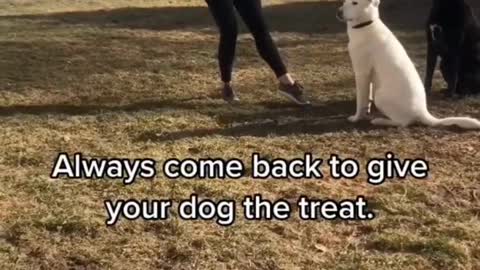 Dog training video