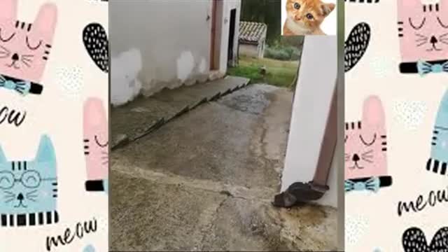 Vídeo: 🤣 Funniest 🐶 Dogs and 😻 Cats - Awesome Funny Pet Animals Videos