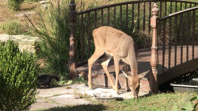 Deer and Skunk Snack Together