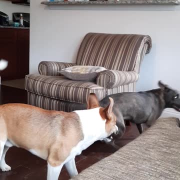 Tucker Carlson and Claire Bear Dance Again