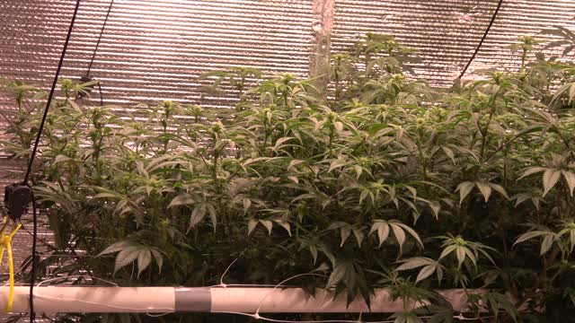 Scrogged Mr. Nice day 94 in my CCH2O system