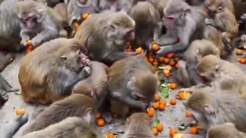 A group of monkeys to eat is also a beautiful scenery