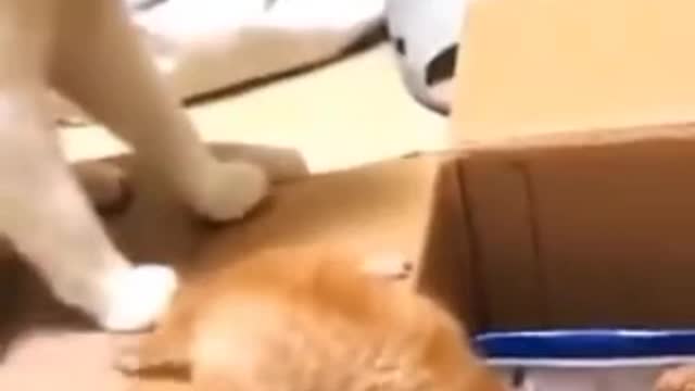 Cat funny cat