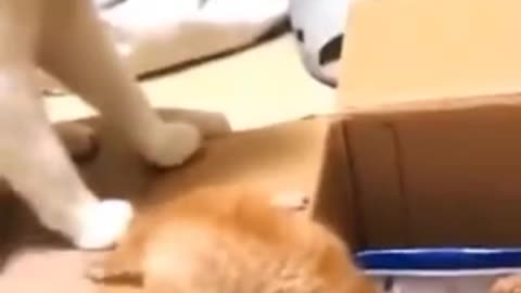 Cat funny cat