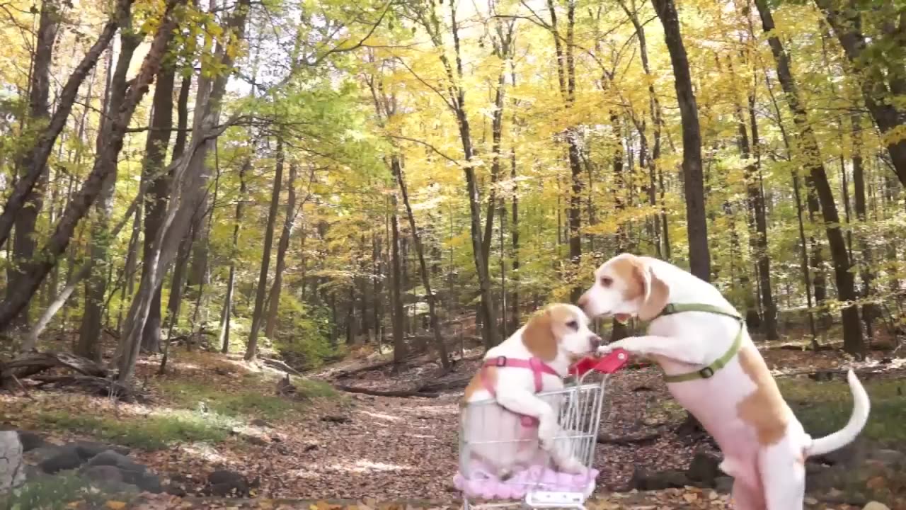 Dogs Epic Shopping Cart Voyage Funny Dogs Maymo Penny