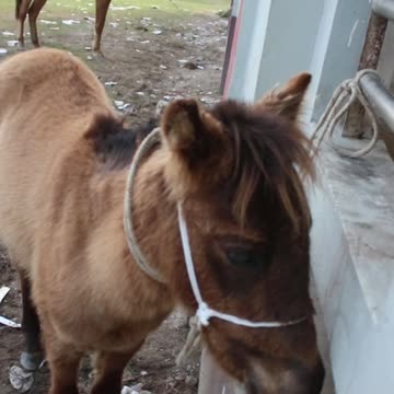 rolling stones #horseracig 😍 #shorts #shortvideo #villagemarketbd #horsevideo #villagelife