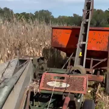 plowing corn fields.