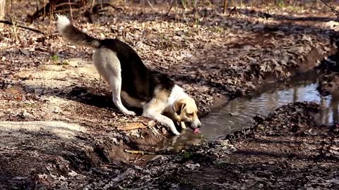 Dog drinking from a puddle of water at the forest