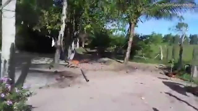 Dog Picks Fight with a Rooster and Seriously regrets it