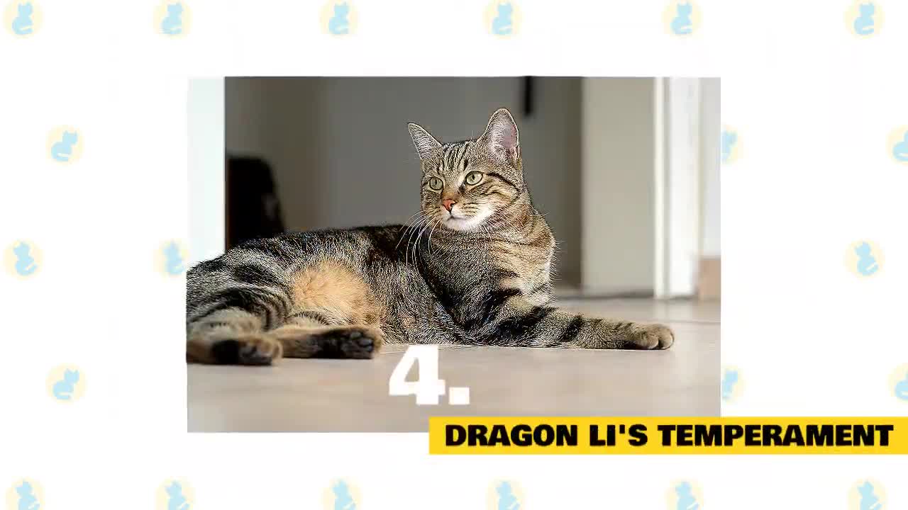 Dragon Li Cats 101 : Fun Facts & Myths