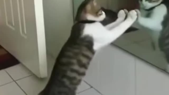 Karate Cat