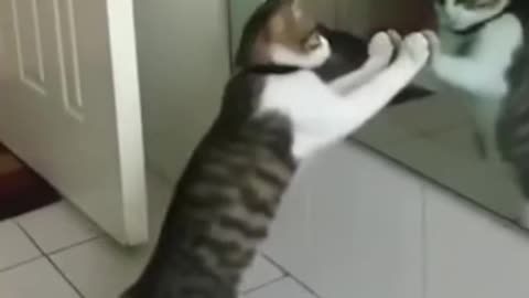 Karate Cat