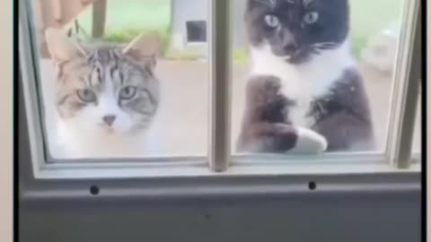 Cat funny video