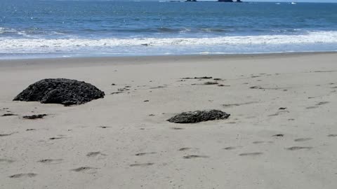 A Toad on the beach?