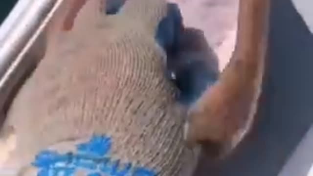 #funny videos and pictures
