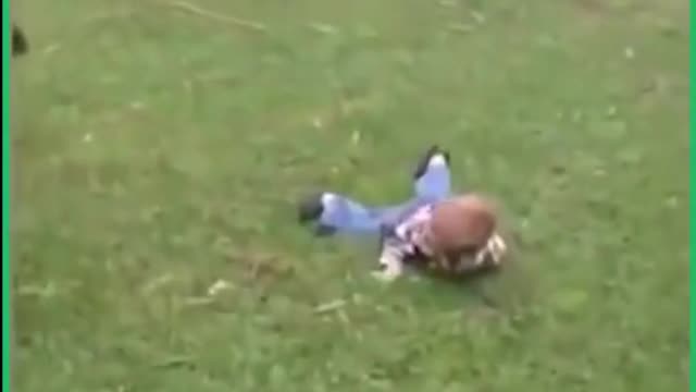 Dog pushes baby down while playing in lawn 😄🐕😺