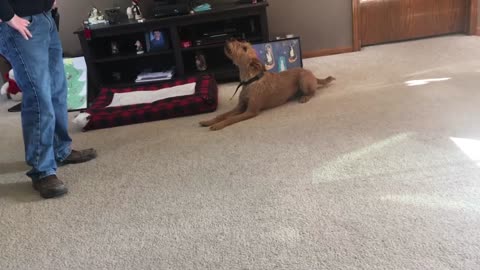 Irish Terrier gets into an argument