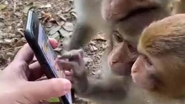 Monkey 🐒 watch video 😅 in mobile