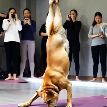 Good pets experience