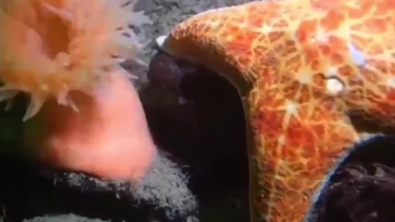 What is this creature