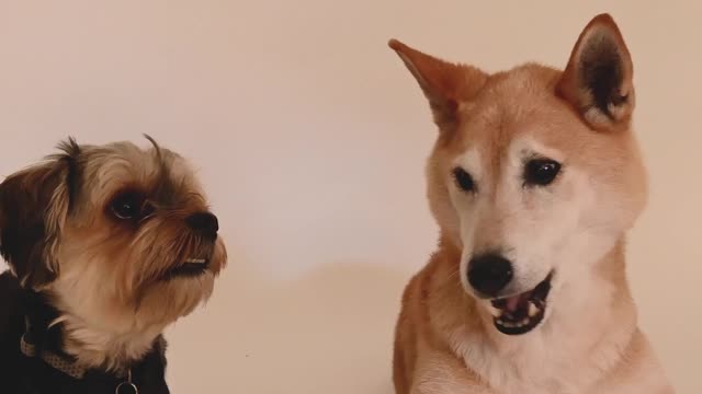 Two Pet Dogs Living Together