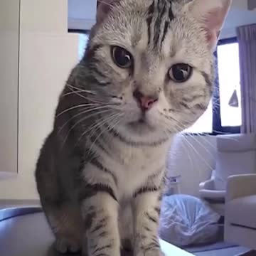 WATCH :Curious Cat Discovers A Secret Camera. 😱😂
