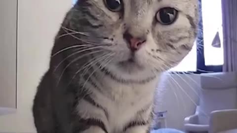 WATCH :Curious Cat Discovers A Secret Camera. 😱😂