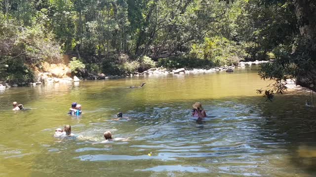 Cassowary Joins Family for a Swim