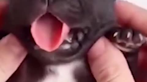 Lindo cachorritos