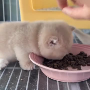 Sleepy kitten is eatting