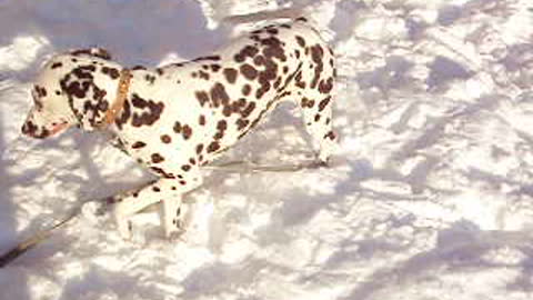 Walking with a Dog