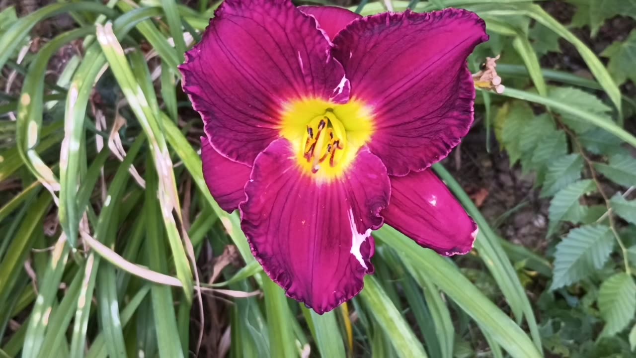 Daylily