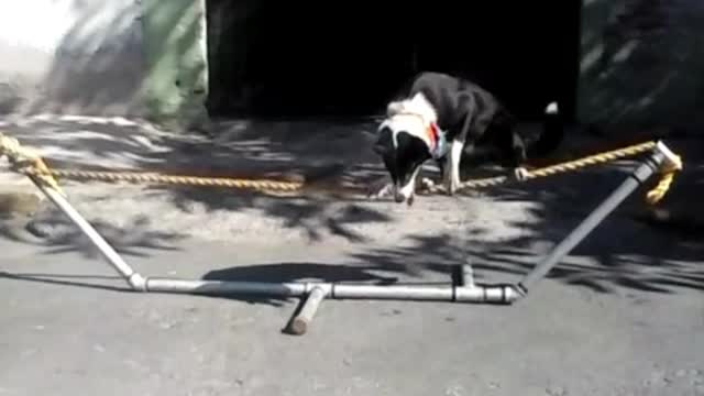 The superdog walking tigthrope