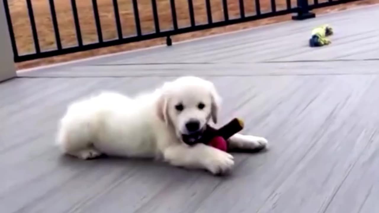 "Fluffy Happiness: Cute Puppies in Action!"