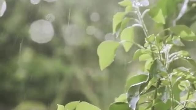 Rain Sounds to Sleep, Study, Relax, Reduce Stress, help insomnia