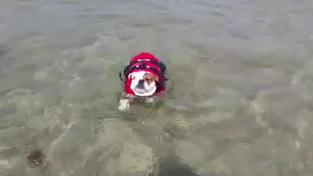 Black dog in red life vest struggles to swim