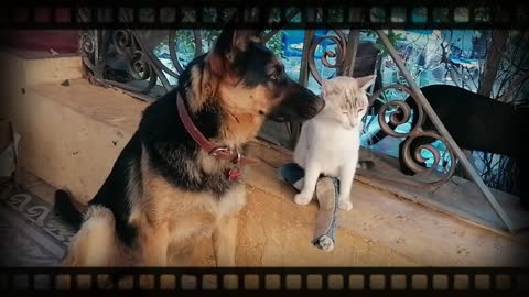 German Shepherd and paralyzed cat have a beautiful friendship