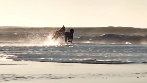 Dogs are playing on beach