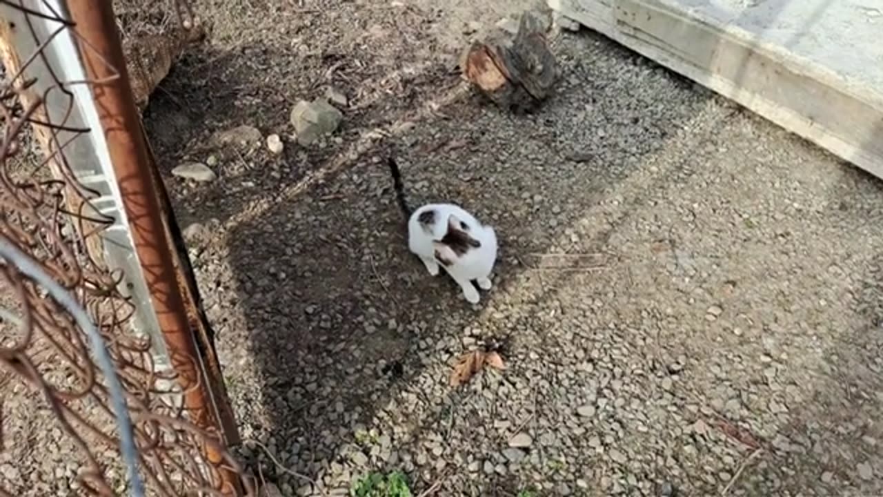 Playful little cat. The little white cat is so cute