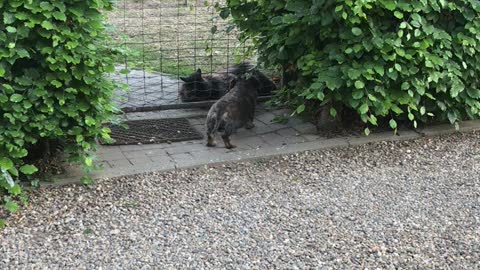 Dachshund Pepper and the cat Hugo