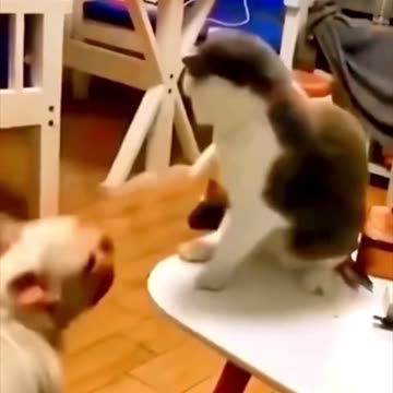 Wait For The End…!😹😹😹