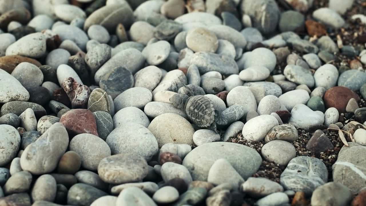 Little turtle crawling over large stones