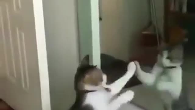 Funny cat video mirror part 2
